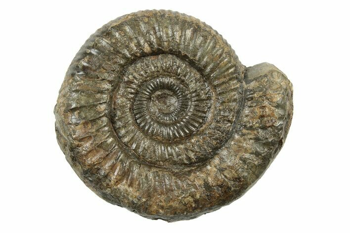 Ammonite (Dactylioceras) Fossil - England #242264